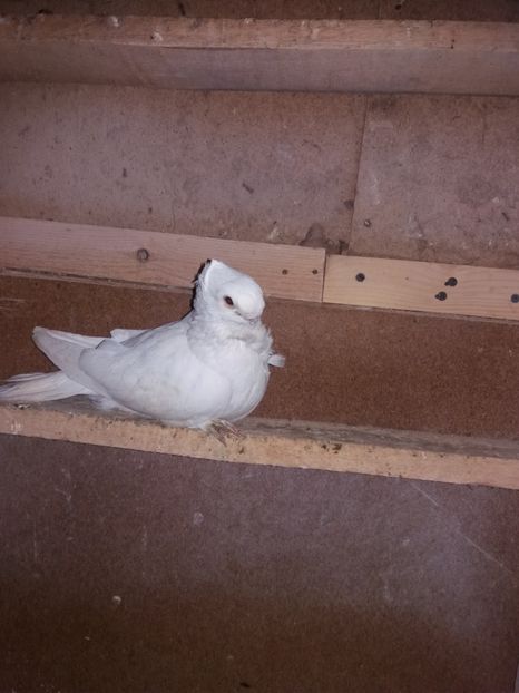  - DE VANZARE-FOR SALE