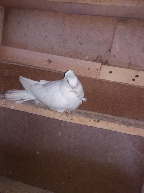  - DE VANZARE-FOR SALE