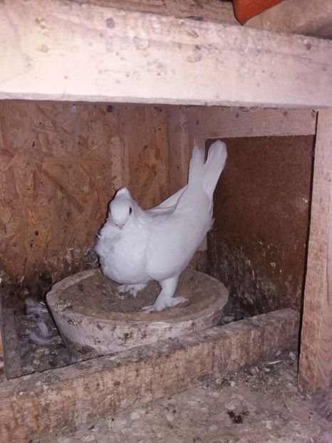  - DE VANZARE-FOR SALE