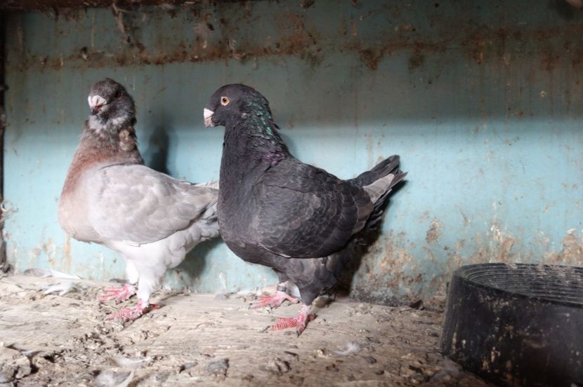  - Voiajori Americani 2017