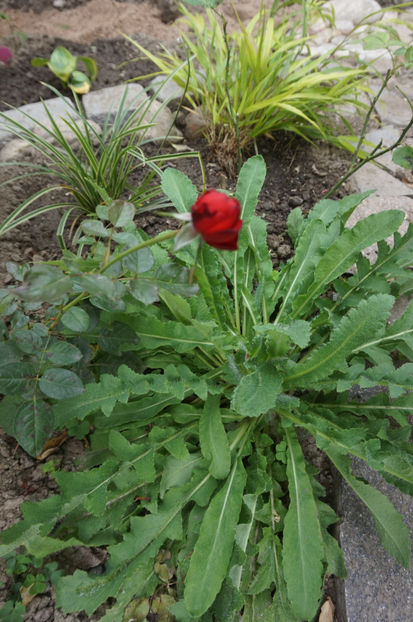  - Phlox si alte perene
