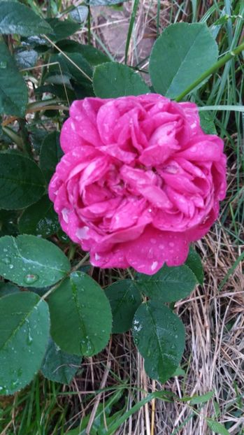 Falstaff, english rose, David Austin - Vara 2017