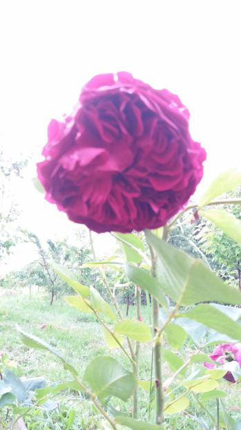 Falstaff - Vara 2017