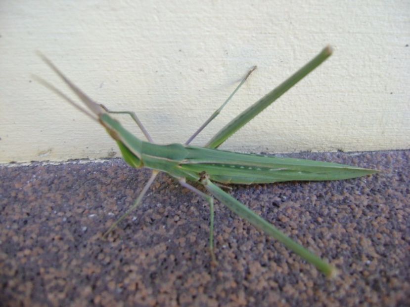 Cosas (Acrida Ungarica) - Toamna 2016-2017