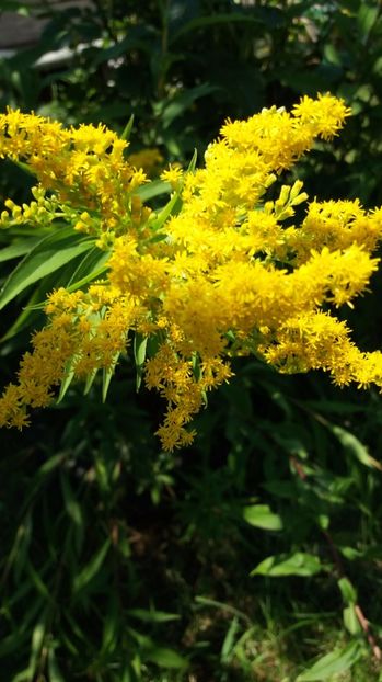 Flori de sanziene - Vara 2017