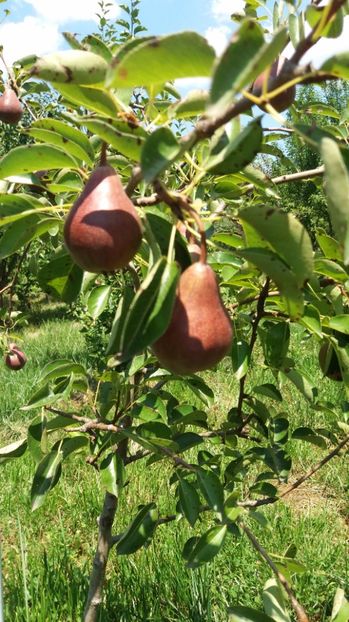 Par Williams rosu - Vara 2017