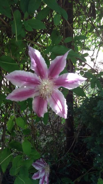 Clematis Dr. Ruppel - Vara 2017