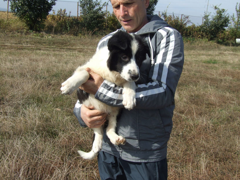  - Border Collie