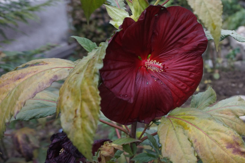  - Hibiscus de gradina