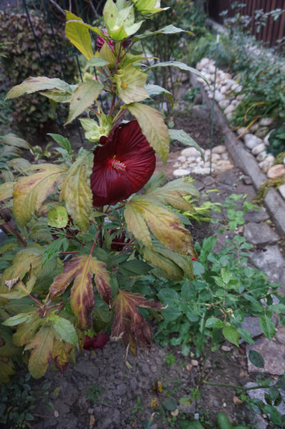  - Hibiscus de gradina
