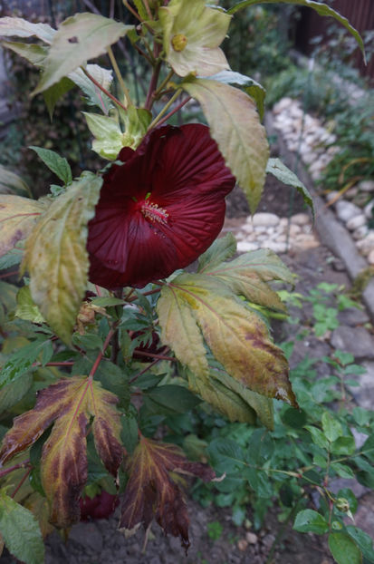  - Hibiscus de gradina