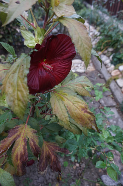  - Hibiscus de gradina