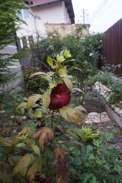  - Hibiscus de gradina