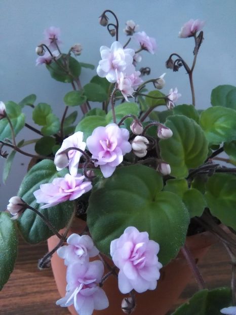  - 1-A-Violete 2017
