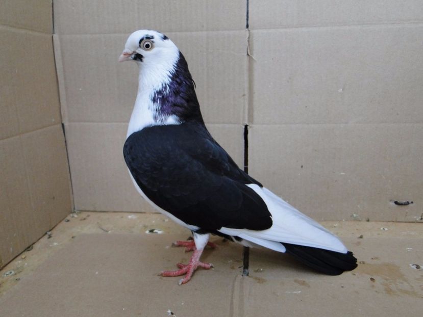 8906  femelă  2017_1 - tineret 2017