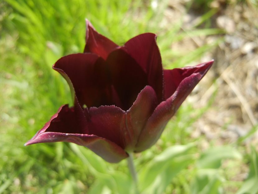 Tulipa Havran (2017, April 16) - Tulipa Havran