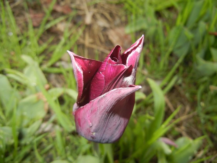 Tulipa Havran (2017, April 17) - Tulipa Havran