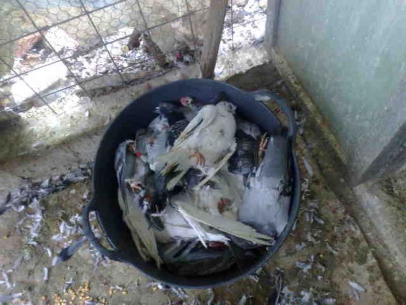  - 139 victime facute de dihor in noaptea de 8 octombrie