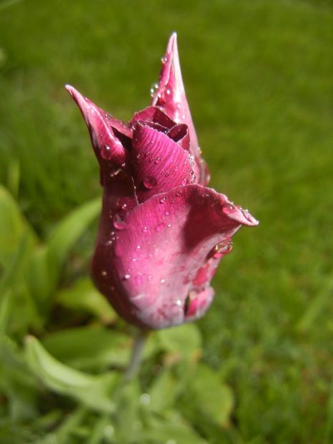Tulipa Havran (2017, April 20) - Tulipa Havran
