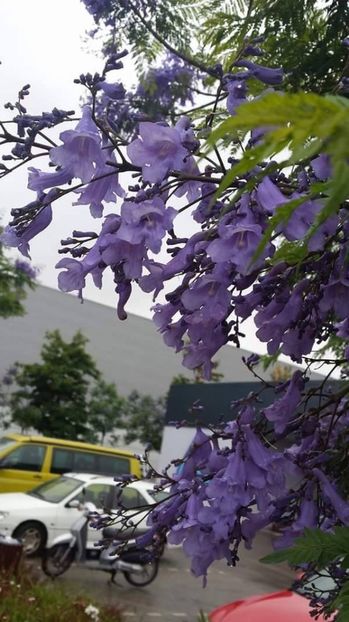 21766967_172401943321635_1943673328_o - jacaranda mimosifolia-15 lei bucata-pom