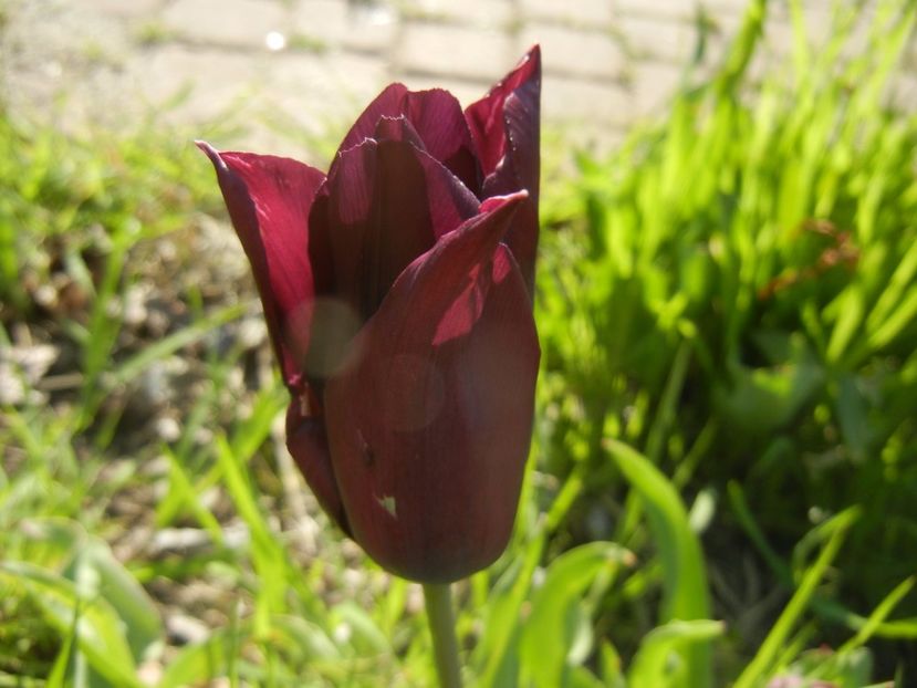 Tulipa Havran (2017, April 22) - Tulipa Havran