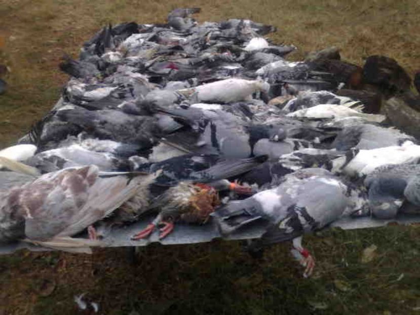  - 139 victime facute de dihor in noaptea de 8 octombrie