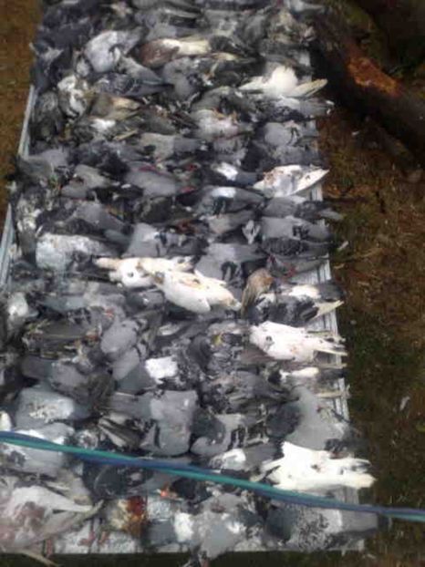  - 139 victime facute de dihor in noaptea de 8 octombrie