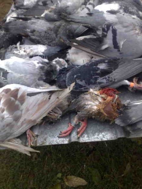  - 139 victime facute de dihor in noaptea de 8 octombrie