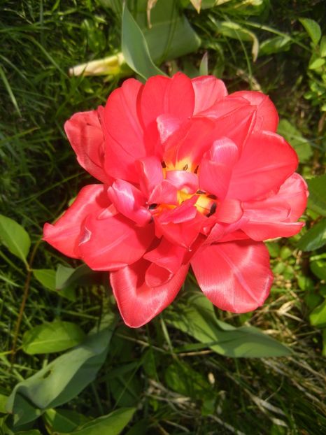 Tulipa Red (2017, April 15) - Tulipa Red