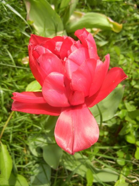 Tulipa Red (2017, April 21) - Tulipa Red