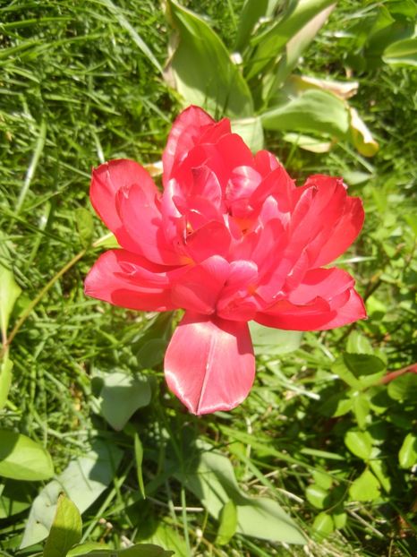 Tulipa Red (2017, April 22) - Tulipa Red