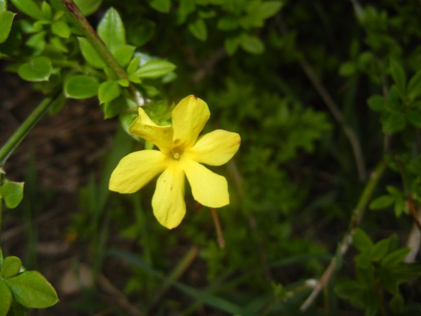 Jasminum nudiflorum(2017, April 04) - JASMINUM Nudiflorum