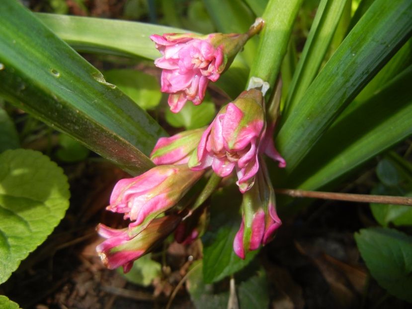 Hyacinth Eros (2017, April 14) - Hyacinth Eros