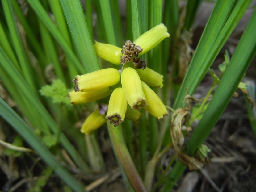 Muscari Golden Fragrance (2017, Apr.15) - Muscari Golden Fragrance