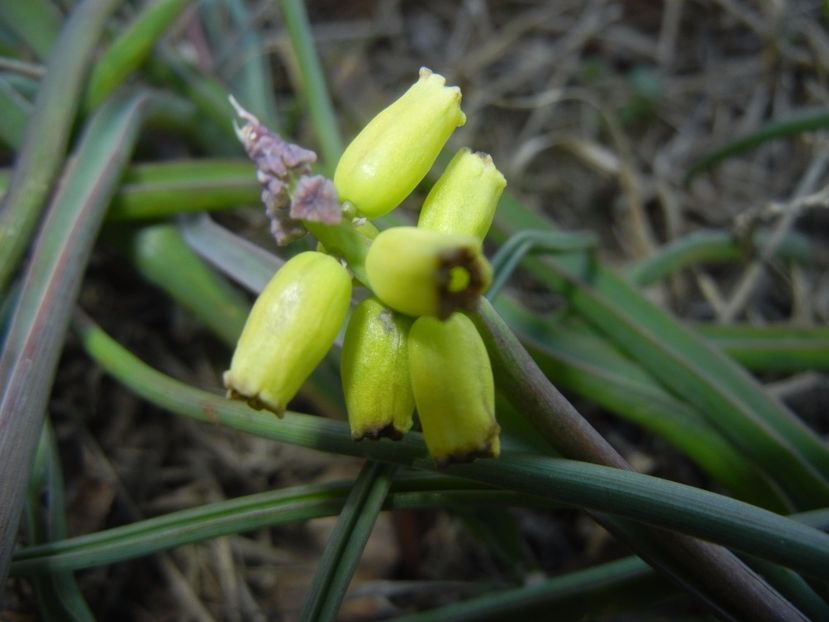 Muscari Golden Fragrance (2017, Apr.15) - Muscari Golden Fragrance