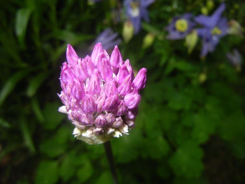 Allium Purple Sensation (2017, April 30) - Allium aflatunense Purple