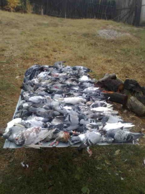  - 139 victime facute de dihor in noaptea de 8 octombrie