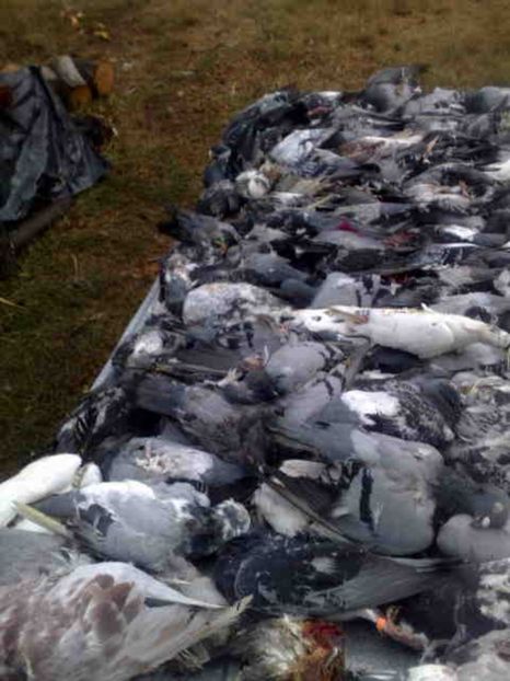  - 139 victime facute de dihor in noaptea de 8 octombrie