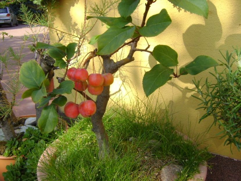 Mar decorativ - Bonsai si prebonsai 2016-2017