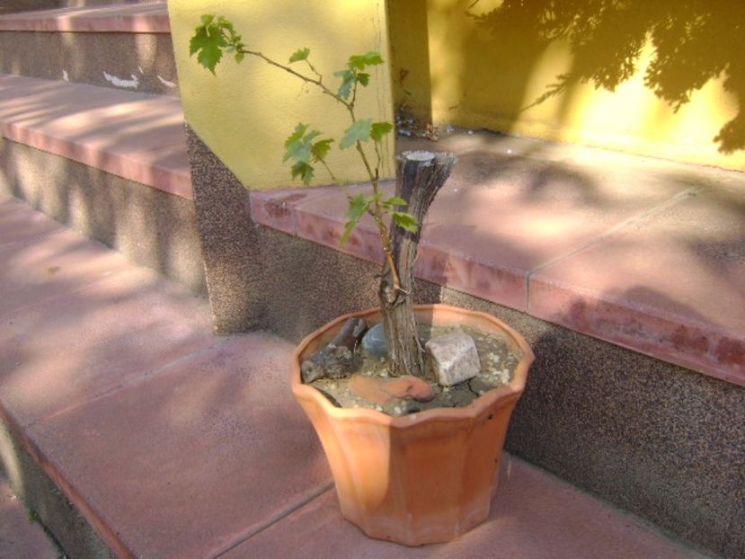 Vita de vie - Bonsai si prebonsai 2016-2017