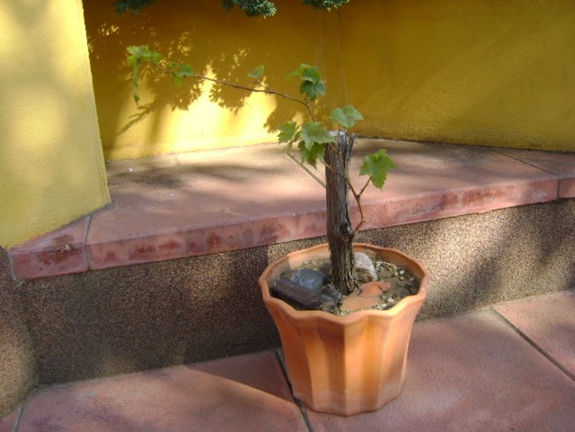 Vita de vie - Bonsai si prebonsai 2016-2017