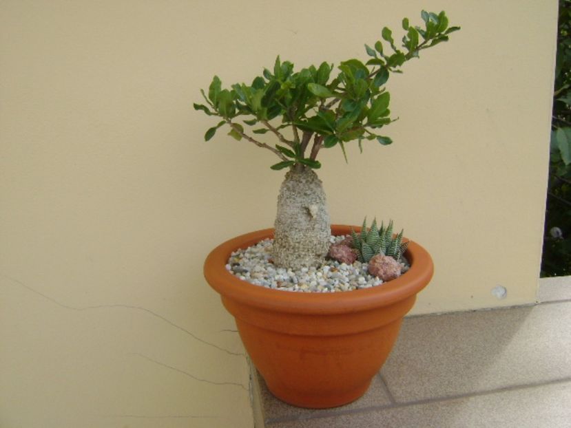 Fockea edulis - Caudiciforme si bulbi 2017