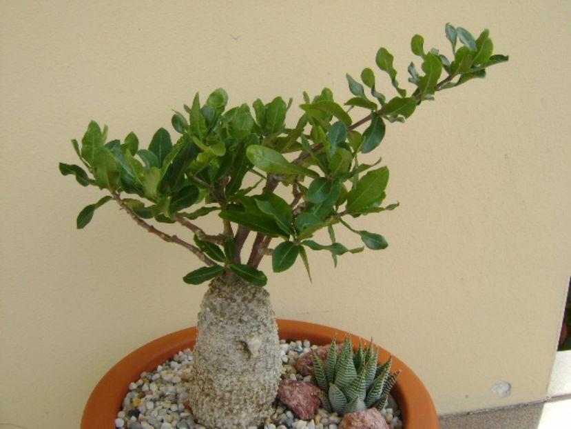 Fockea edulis - Caudiciforme si bulbi 2017
