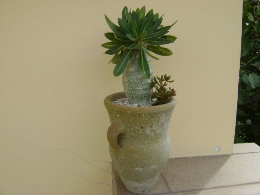 Pachyipodium brevicaule (altoit) - Caudiciforme si bulbi 2017