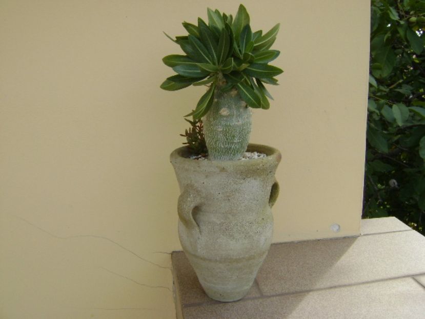 Pachyipodium brevicaule (altoit) - Caudiciforme si bulbi 2017