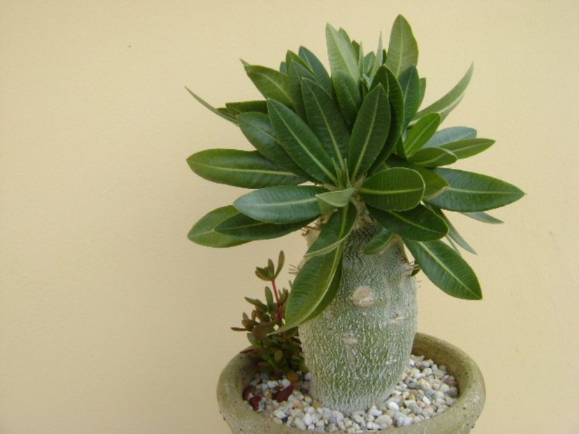 Pachyipodium brevicaule (altoit) - Caudiciforme si bulbi 2017