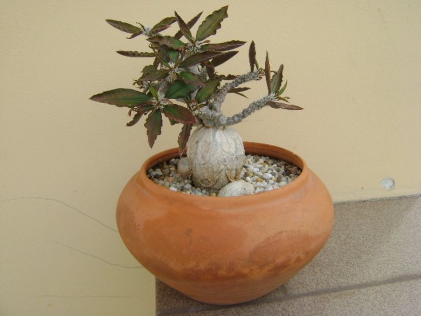 Euphorbia suzannae-marnierae - Caudiciforme si bulbi 2017