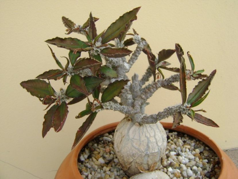 Euphorbia suzannae-marnierae - Caudiciforme si bulbi 2017