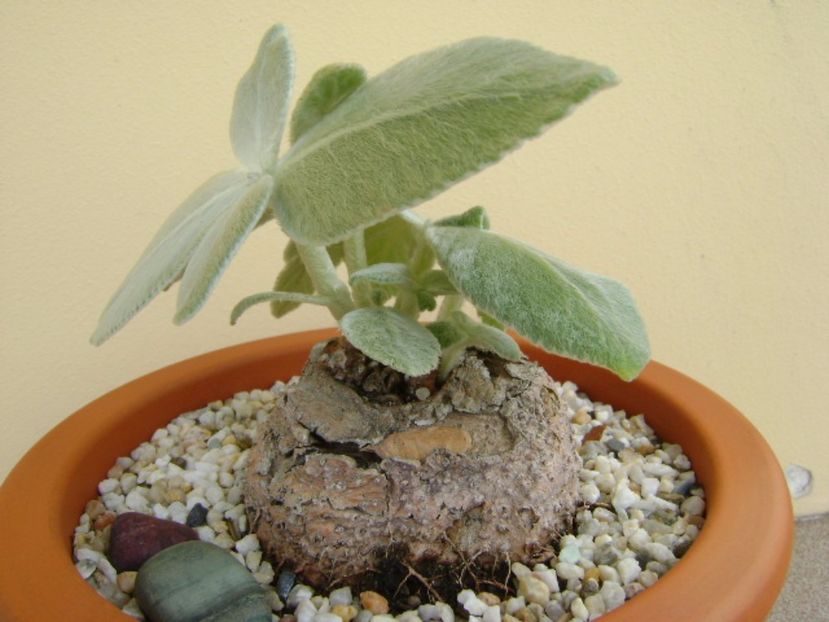 Sinningia leucotricha - Caudiciforme si bulbi 2017