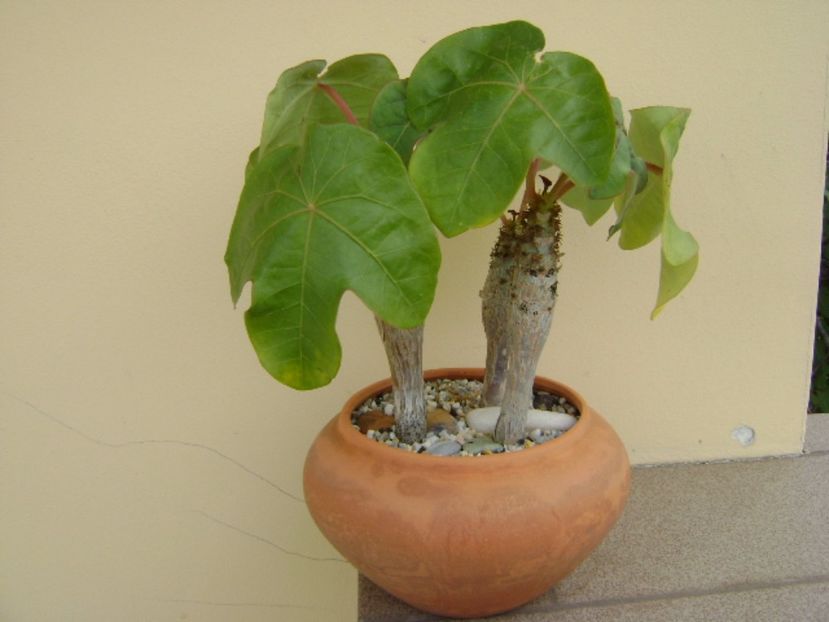 Jatropha podagrica - Caudiciforme si bulbi 2017